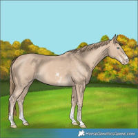 Horse Color:Perlino Sabino 