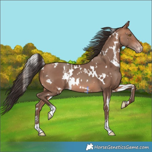 Horse Color:White Spotted Sable Champagne 