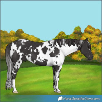 Horse Color:White Spotted Smoky Black