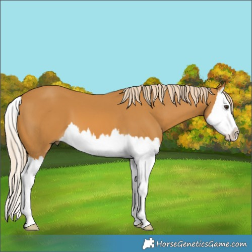 Horse Color:Palomino Splash 