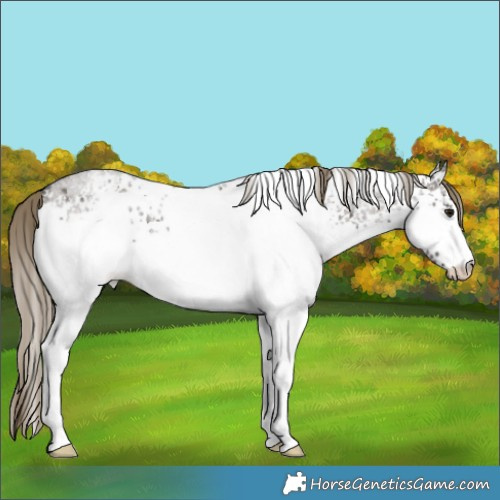 Horse Color:White Spotted Smoky Grullo Roan Appaloosa 
