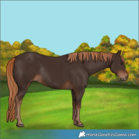 Horse Color:Liver Chestnut Rabicano 