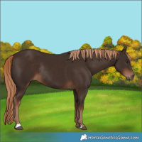 Horse Color:Liver Chestnut Rabicano 