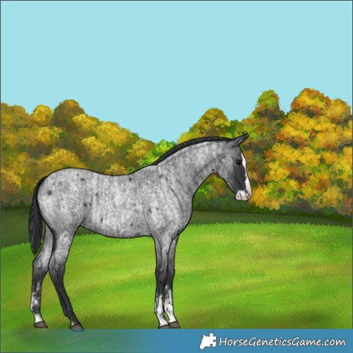 Horse Color:Blue Roan Sabino Splash and Blue Roan Sabino Splash