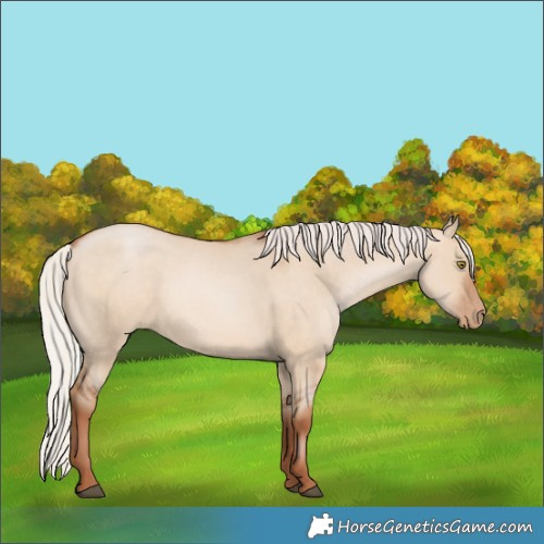 Horse Color:Silver Brown Pearl Dun 