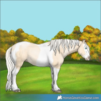 Horse Color:Silver Buckskin Pearl Dun Splash Tobiano Rabicano