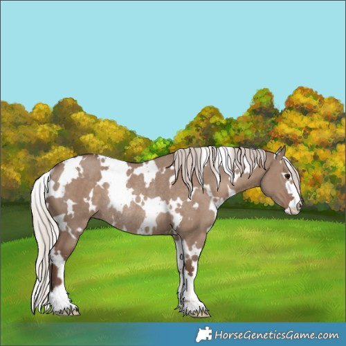 Horse Color:White Spotted Silver Grullo Rabicano 