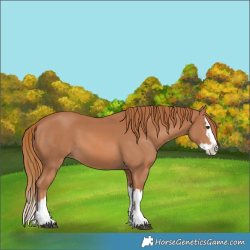 Horse Color:Chestnut Splash