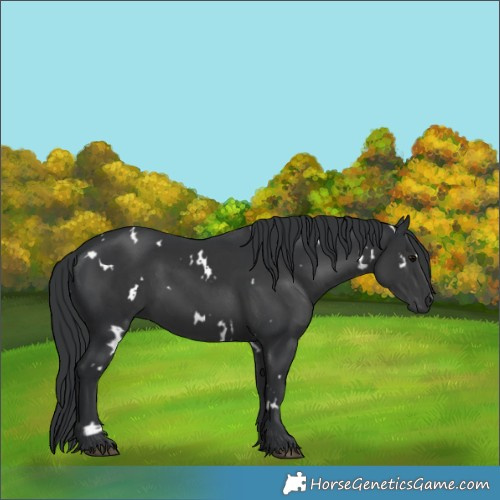 Horse Color:White Spotted Black 