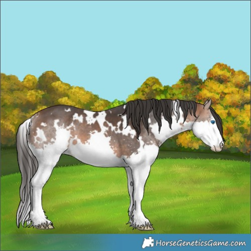 Horse Color:White Spotted Bay Splash 