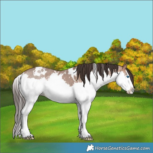 Horse Color:White Spotted Sable Champagne Splash