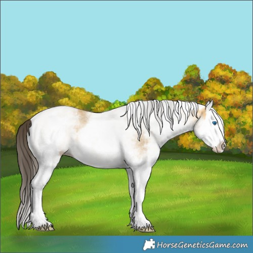 Horse Color:White Spotted Buckskin Dun Splash