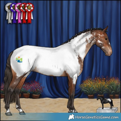 Horse Color:Bay Appaloosa Rabicano 