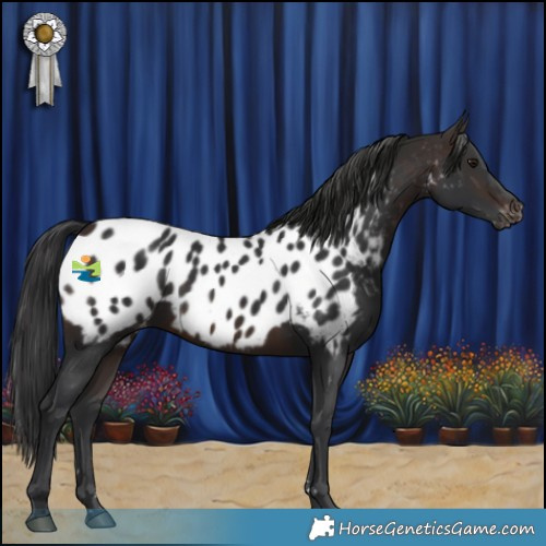 Horse Color:Brown Appaloosa 