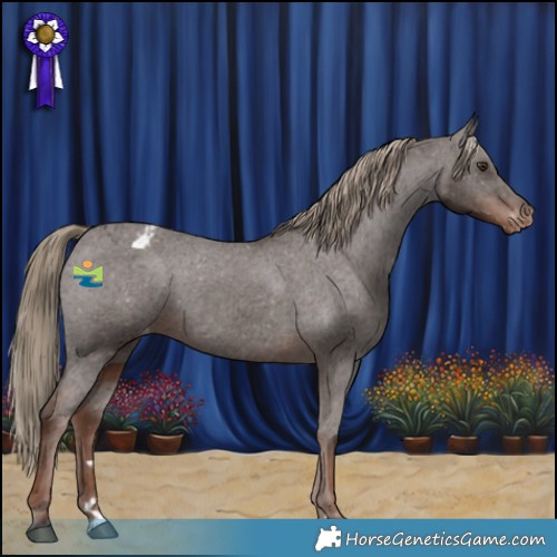 Horse Color:Liver Chestnut Appaloosa 