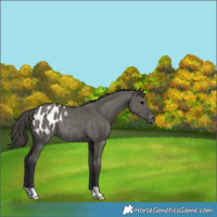 Horse Color:Grullo Appaloosa Rabicano 