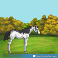 Horse Color:White Spotted Black 