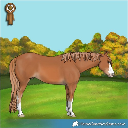 Horse Color:Chestnut 