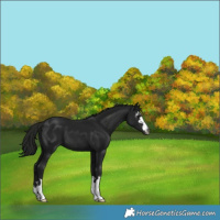 Horse Color:Gray Black