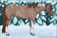 Horse Color:Red Roan Tobiano Rabicano