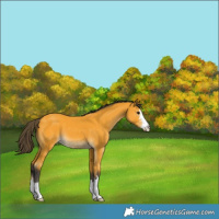 Horse Color:Buckskin 