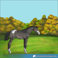 Horse Color:Black Appaloosa