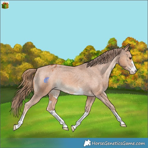 Horse Color:Chestnut Appaloosa 