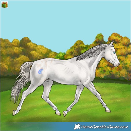 Horse Color:Smoky Creme Appaloosa 