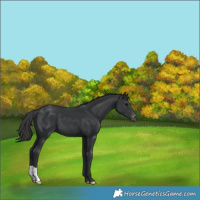 Horse Color:Black Appaloosa