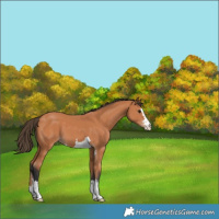 Horse Color:Bay Appaloosa