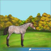Horse Color:Bay Roan 