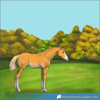 Horse Color:Palomino