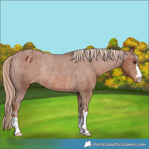 Horse Color:Chestnut Appaloosa Rabicano 