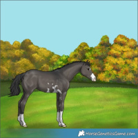 Horse Color:Black 