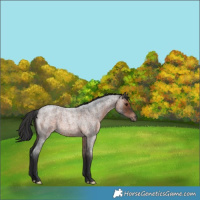 Horse Color:Brown Roan