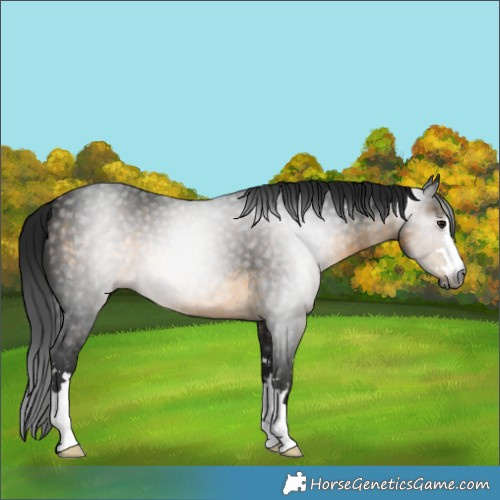 Horse Color:Gray Buckskin 