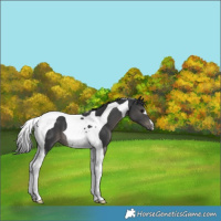 Horse Color:Black Tobiano 