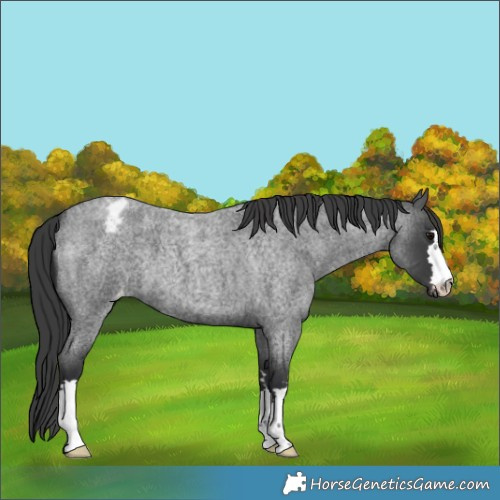 Horse Color:Blue Roan Appaloosa 