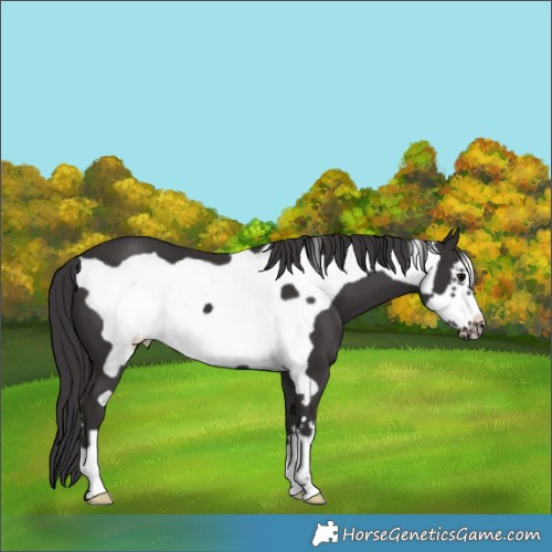 Horse Color:Smoky Black Frame 
