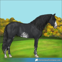 Horse Color:Black  and Black Frame 