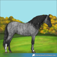 Horse Color:Blue Roan  and Blue Roan 