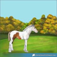 Horse Color:Chocolate Palomino Tobiano 