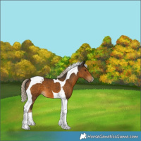 Horse Color:Chocolate Palomino Tobiano 