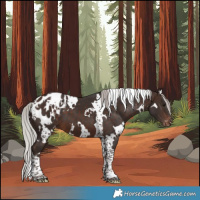 Horse Color:White Spotted Silver Brown Tobiano Appaloosa 