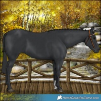 Horse Color:Black  and Black 