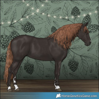 Horse Color:Liver Chestnut 