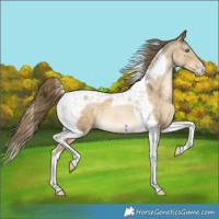 Horse Color:Buckskin Pearl Tobiano 
