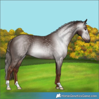 Horse Color:Gray Chestnut 