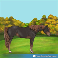 Horse Color:Liver Chestnut 