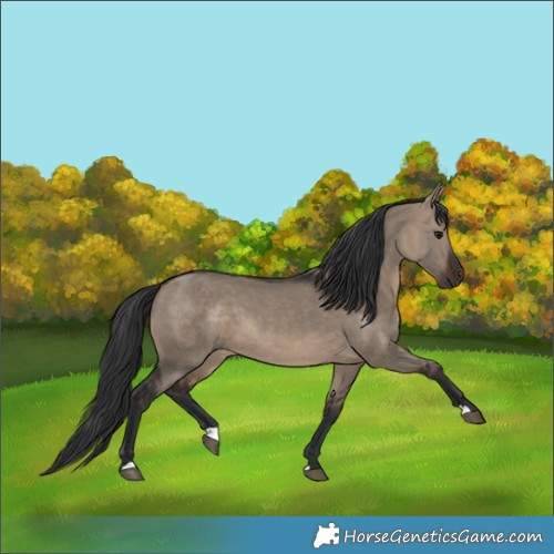 Horse Color:Brown Dun 